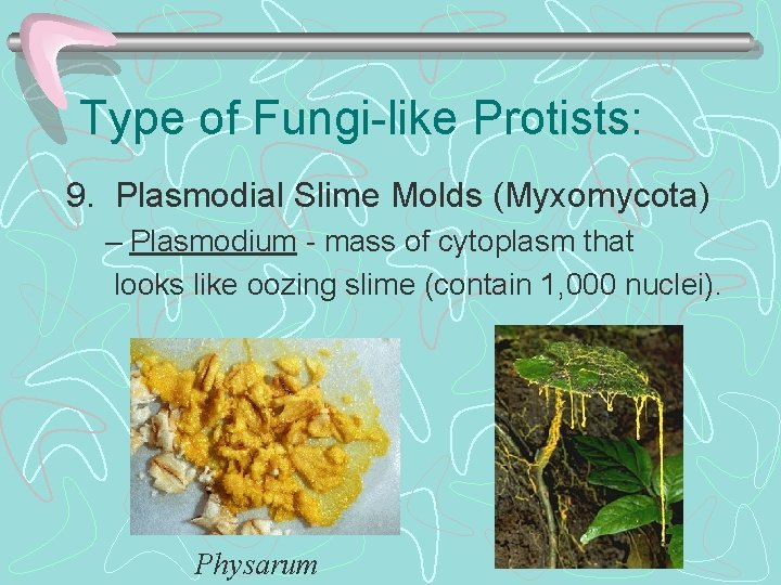 Type of Fungi-like Protists: 9. Plasmodial Slime Molds (Myxomycota) – Plasmodium - mass of