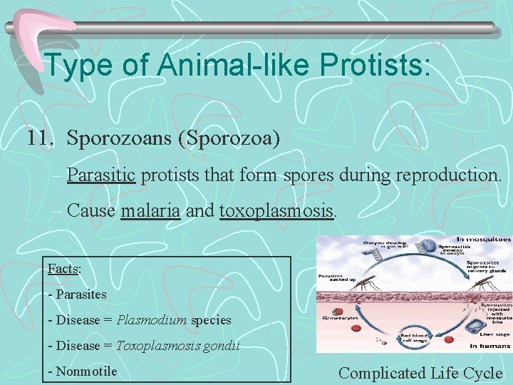 Type of Animal-like Protists: 11. Sporozoans (Sporozoa) – Parasitic protists that form spores during