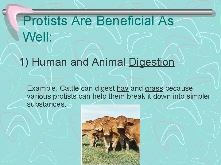 Protists Are Beneficial As Well: 1) Human and Animal Digestion Example: Cattle can digest