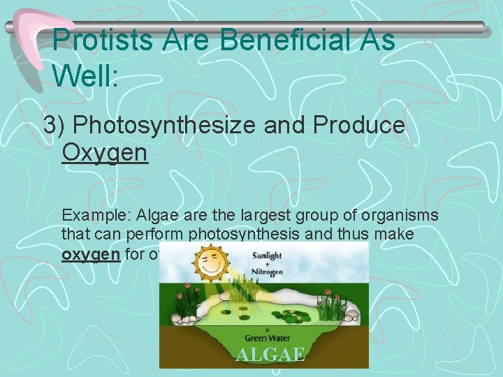 Protists Are Beneficial As Well: 3) Photosynthesize and Produce Oxygen Example: Algae are the