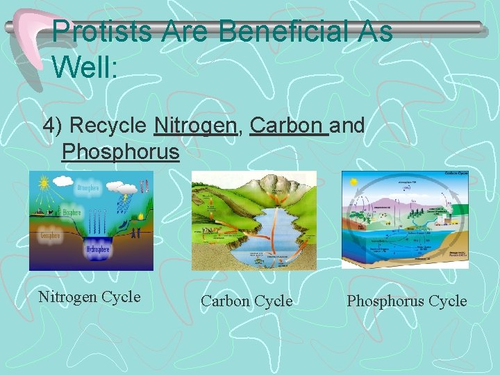 Protists Are Beneficial As Well: 4) Recycle Nitrogen, Carbon and Phosphorus Nitrogen Cycle Carbon