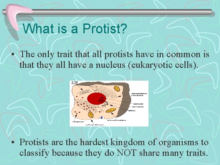 What is a Protist? • The only trait that all protists have in common