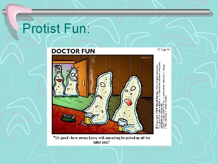 Protist Fun: 