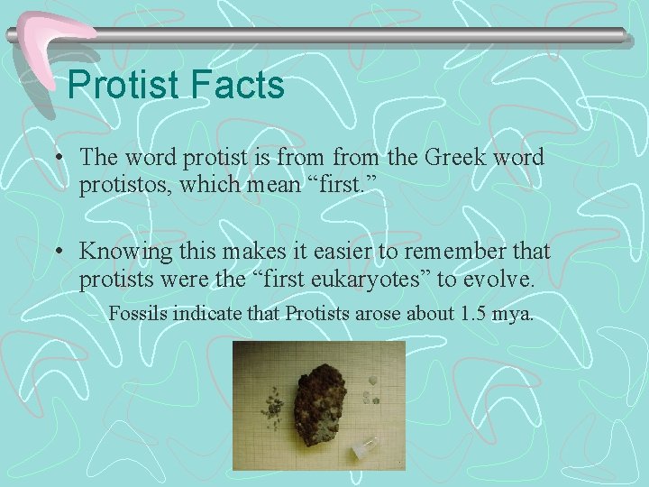 Protist Facts • The word protist is from the Greek word protistos, which mean