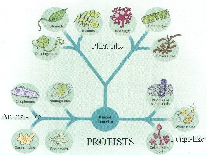 Plant-like Animal-like PROTISTS Fungi-like 