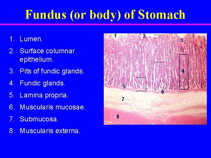 Fundus (or body) of Stomach 1. Lumen. 1 2 3 2. Surface columnar epithelium.