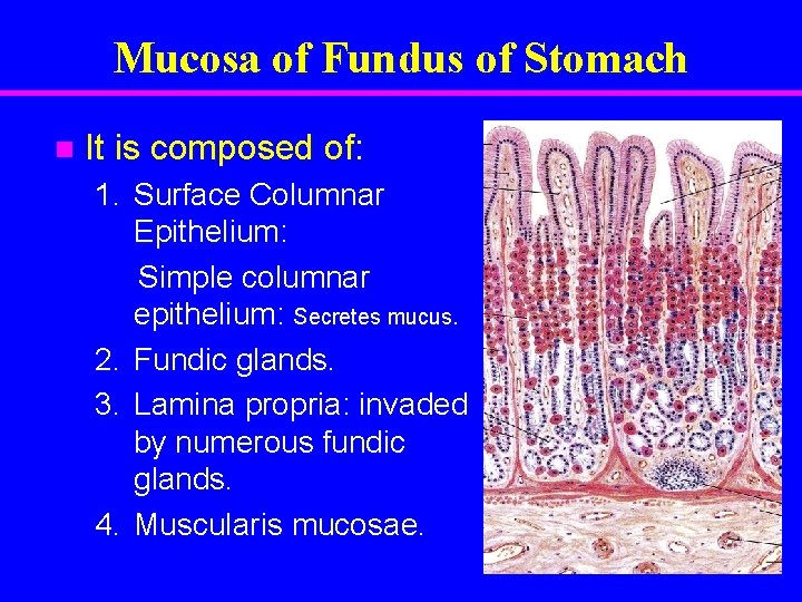 Mucosa of Fundus of Stomach n It is composed of: 1. Surface Columnar Epithelium:
