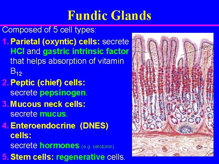 Fundic Glands Composed of 5 cell types: 1. Parietal (oxyntic) cells: secrete HCl and