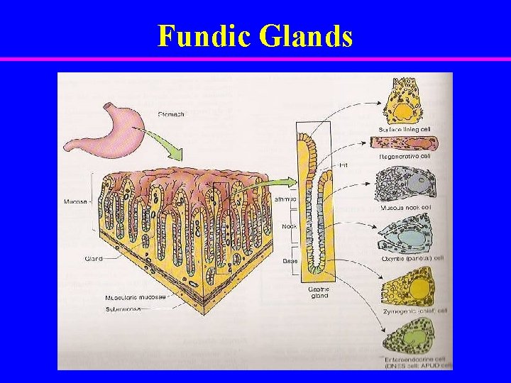 Fundic Glands 