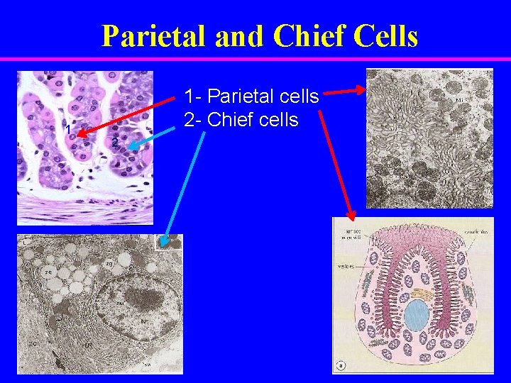 Parietal and Chief Cells 1 1 - Parietal cells 2 - Chief cells 2