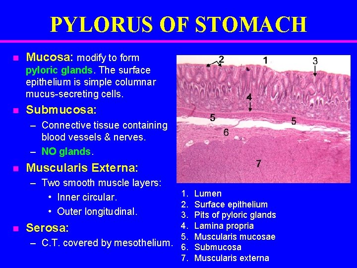 PYLORUS OF STOMACH n Mucosa: modify to form pyloric glands. The surface epithelium is