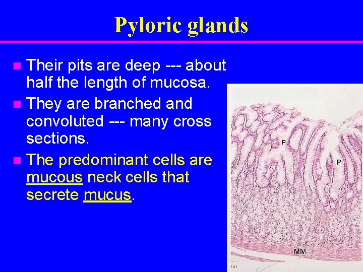 Pyloric glands Their pits are deep --- about half the length of mucosa. n