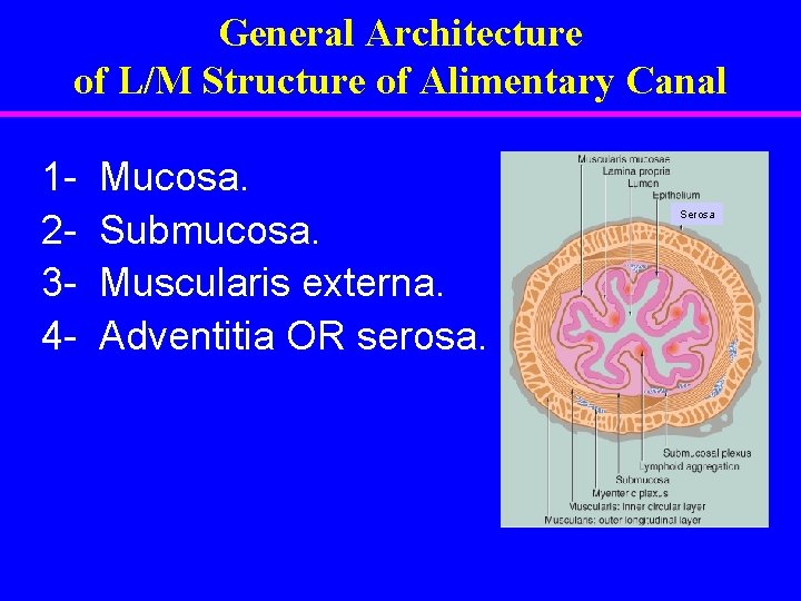 General Architecture of L/M Structure of Alimentary Canal 1234 - Mucosa. Submucosa. Muscularis externa.