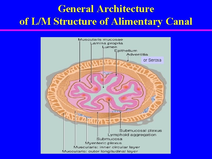 General Architecture of L/M Structure of Alimentary Canal or Serosa 