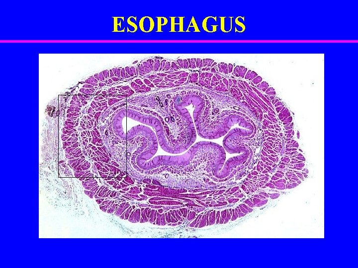 ESOPHAGUS 