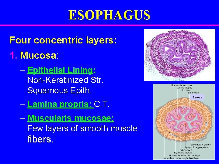 ESOPHAGUS Four concentric layers: 1. Mucosa: – Epithelial Lining: Non-Keratinized Str. Squamous Epith. Serosa