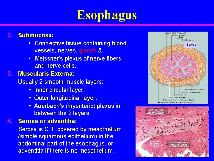 Esophagus 2. Submucosa: • Connective tissue containing blood vessels, nerves, glands & • Meissner’s