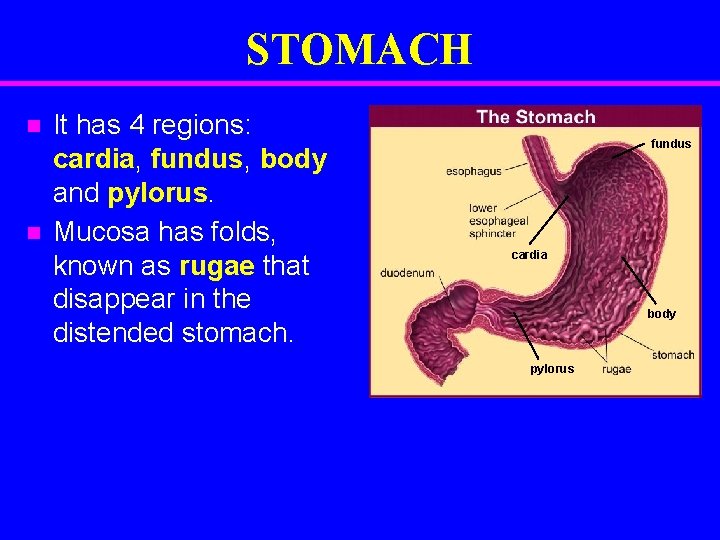 STOMACH n n It has 4 regions: cardia, fundus, body and pylorus. Mucosa has