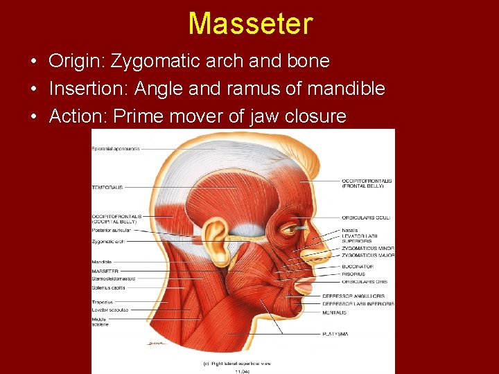 Masseter • Origin: Zygomatic arch and bone • Insertion: Angle and ramus of mandible