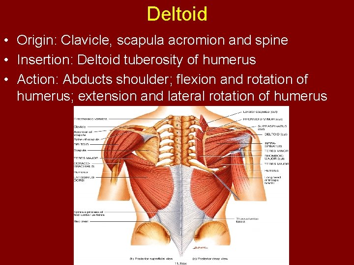 Deltoid • Origin: Clavicle, scapula acromion and spine • Insertion: Deltoid tuberosity of humerus