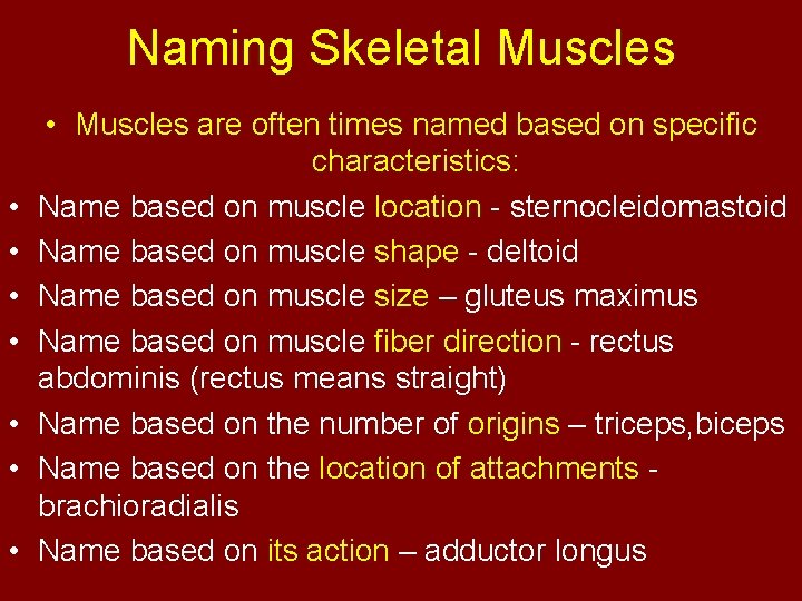 Naming Skeletal Muscles • • Muscles are often times named based on specific characteristics: