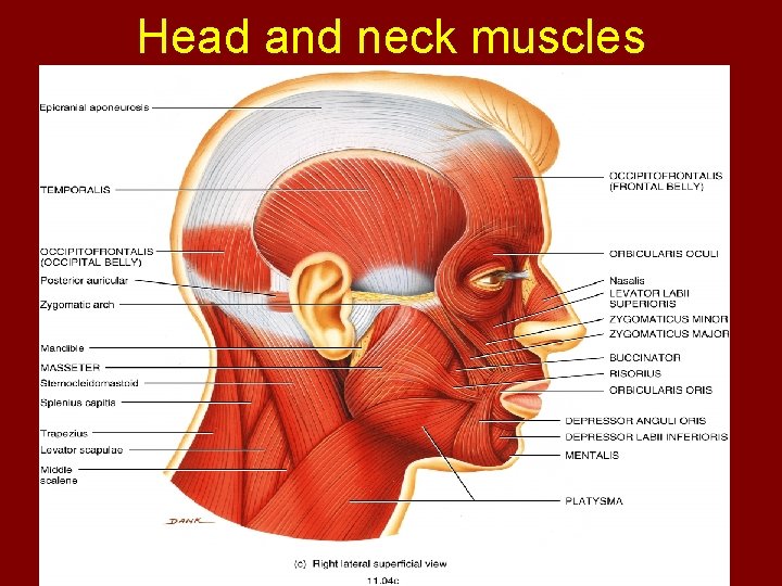Head and neck muscles 