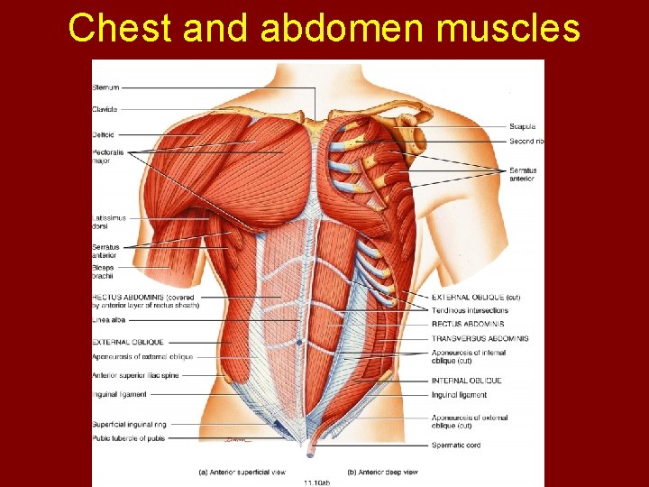 Chest and abdomen muscles 