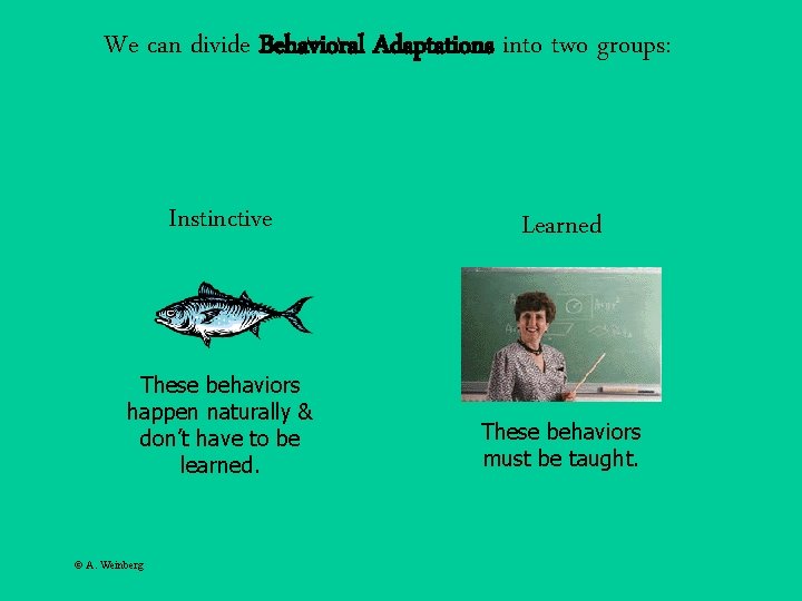 We can divide Behavioral Adaptations into two groups: Instinctive Learned These behaviors happen naturally