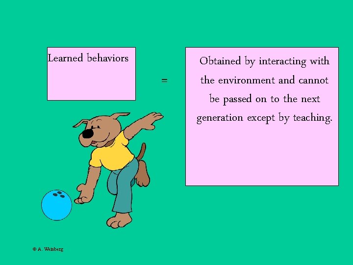 Learned behaviors © A. Weinberg = Obtained by interacting with the environment and cannot