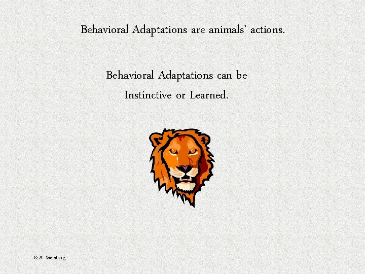 Behavioral Adaptations are animals’ actions. Behavioral Adaptations can be Instinctive or Learned. © A.