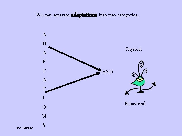 We can separate adaptations into two categories: A D Physical A P T A