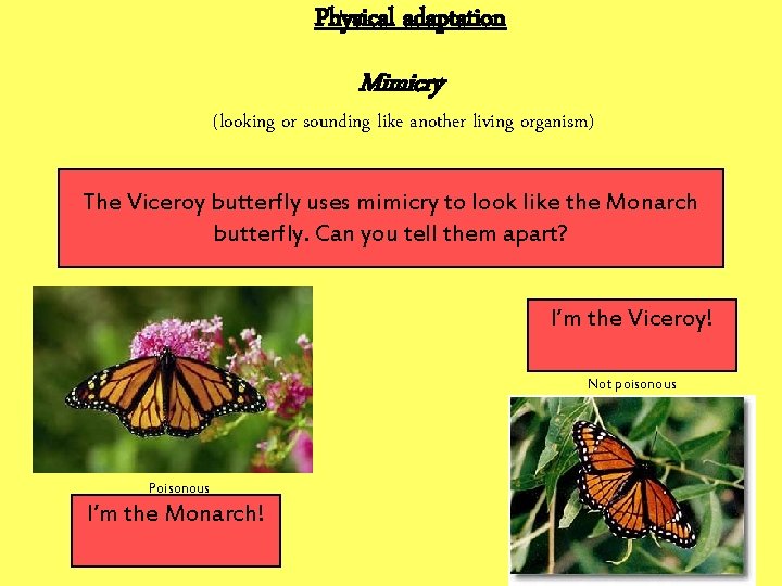 Physical adaptation Mimicry (looking or sounding like another living organism) The Viceroy butterfly uses