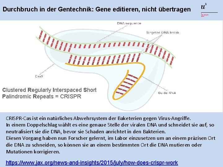 Durchbruch in der Gentechnik: Gene editieren, nicht übertragen Clustered Regularly Interspaced Short Palindromic Repeats