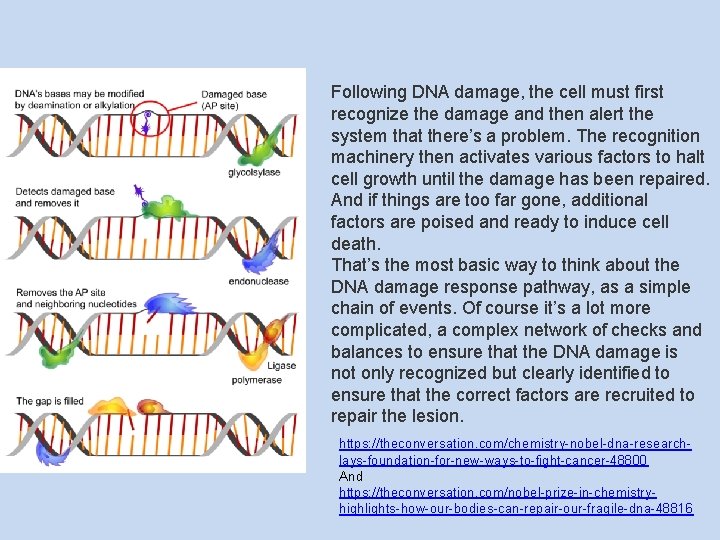 Following DNA damage, the cell must first recognize the damage and then alert the