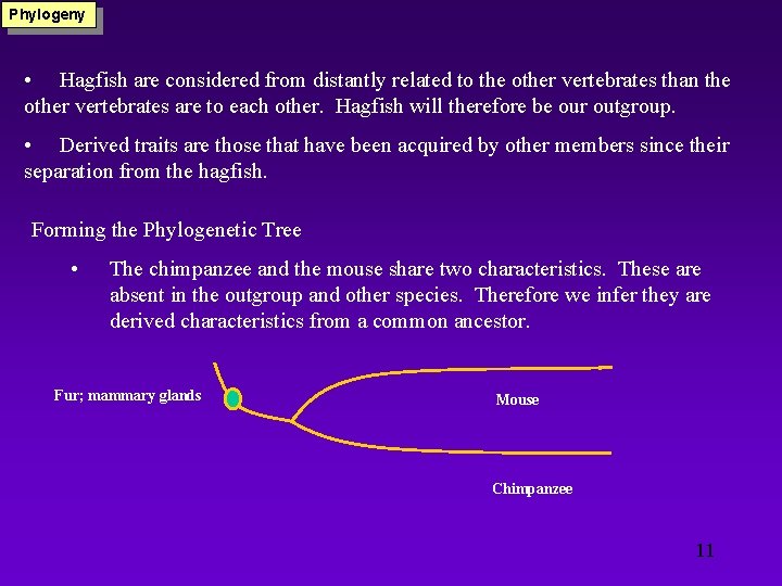 Phylogeny • Hagfish are considered from distantly related to the other vertebrates than the