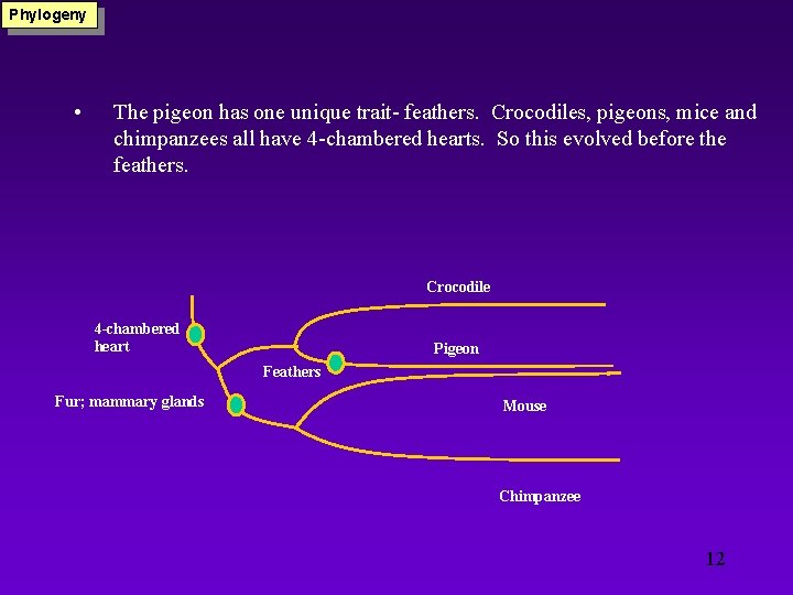 Phylogeny • The pigeon has one unique trait- feathers. Crocodiles, pigeons, mice and chimpanzees