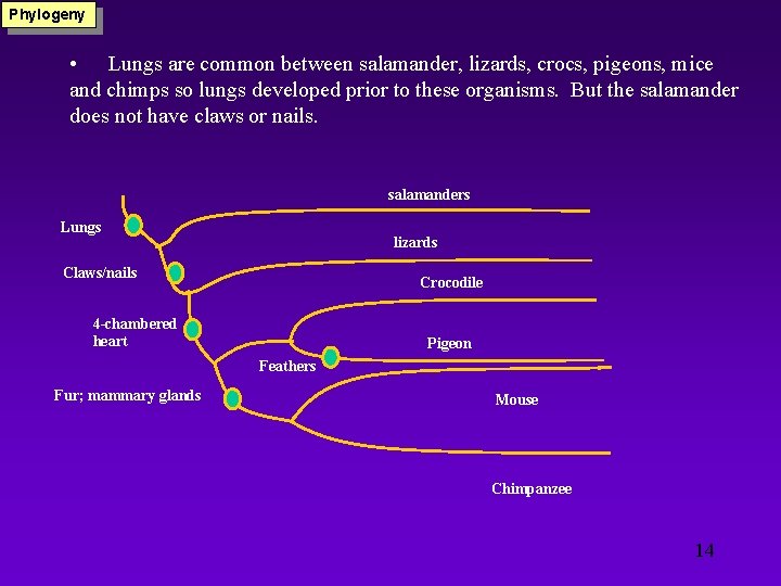 Phylogeny • Lungs are common between salamander, lizards, crocs, pigeons, mice and chimps so