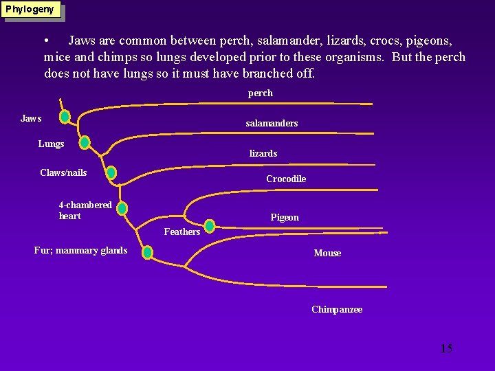 Phylogeny • Jaws are common between perch, salamander, lizards, crocs, pigeons, mice and chimps