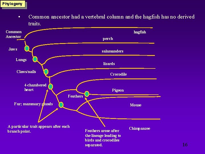 Phylogeny • Common ancestor had a vertebral column and the hagfish has no derived