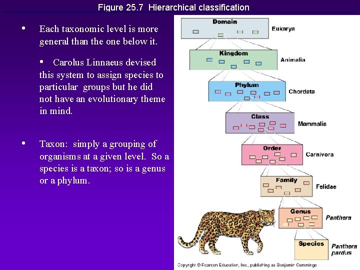 Figure 25. 7 Hierarchical classification • Each taxonomic level is more general than the