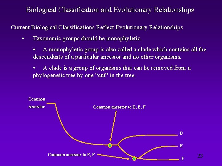 Biological Classification and Evolutionary Relationships Current Biological Classifications Reflect Evolutionary Relationships • Taxonomic groups