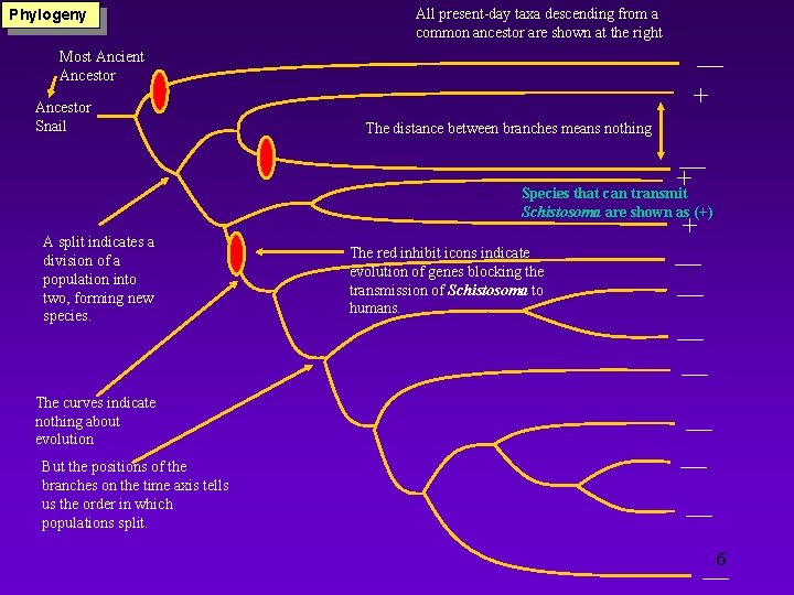 Phylogeny All present-day taxa descending from a common ancestor are shown at the right