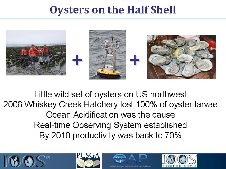 Oysters on the Half Shell + + Little wild set of oysters on US