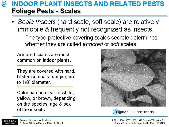 INDOOR PLANT INSECTS AND RELATED PESTS Foliage Pests - Scales • Scale Insects (hard