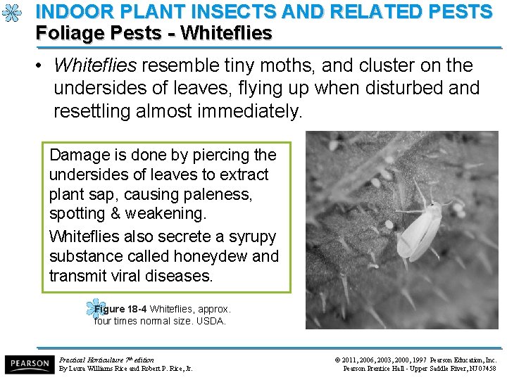 INDOOR PLANT INSECTS AND RELATED PESTS Foliage Pests - Whiteflies • Whiteflies resemble tiny