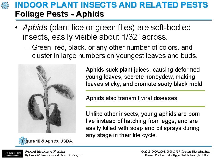 INDOOR PLANT INSECTS AND RELATED PESTS Foliage Pests - Aphids • Aphids (plant lice