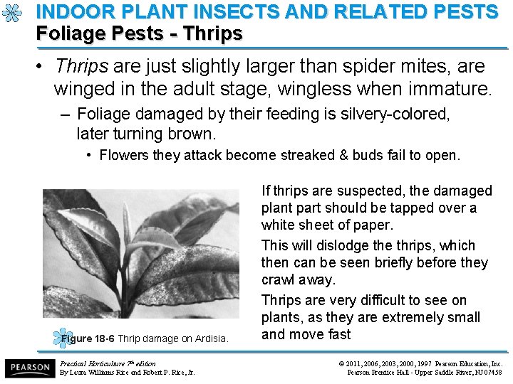 INDOOR PLANT INSECTS AND RELATED PESTS Foliage Pests - Thrips • Thrips are just