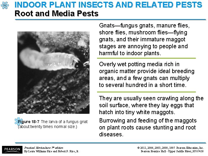 INDOOR PLANT INSECTS AND RELATED PESTS Root and Media Pests Gnats—fungus gnats, manure flies,