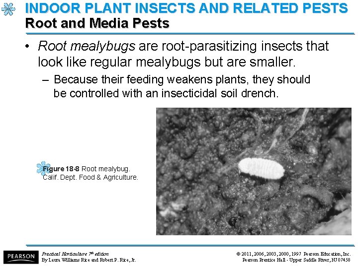 INDOOR PLANT INSECTS AND RELATED PESTS Root and Media Pests • Root mealybugs are