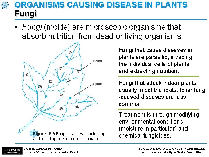 ORGANISMS CAUSING DISEASE IN PLANTS Fungi • Fungi (molds) are microscopic organisms that absorb